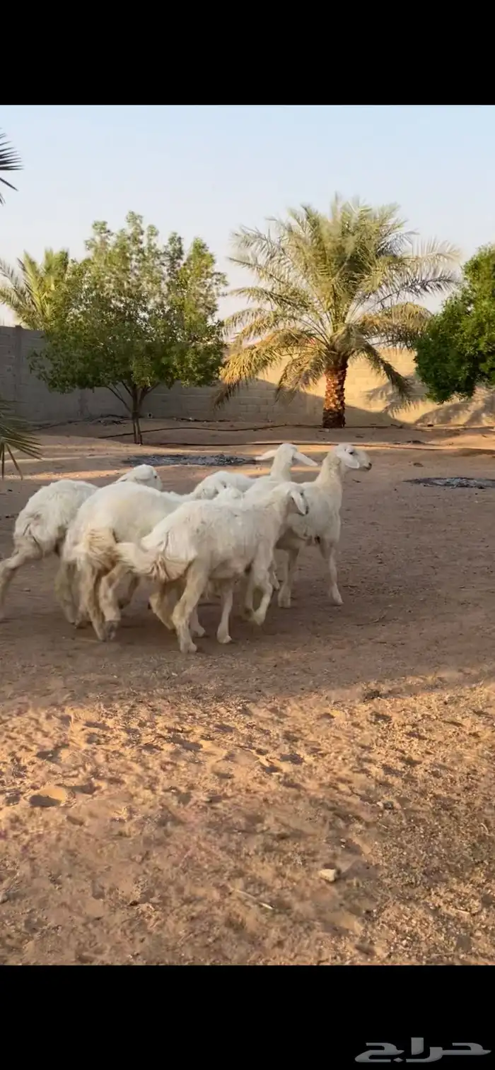 رخال جذعات 0