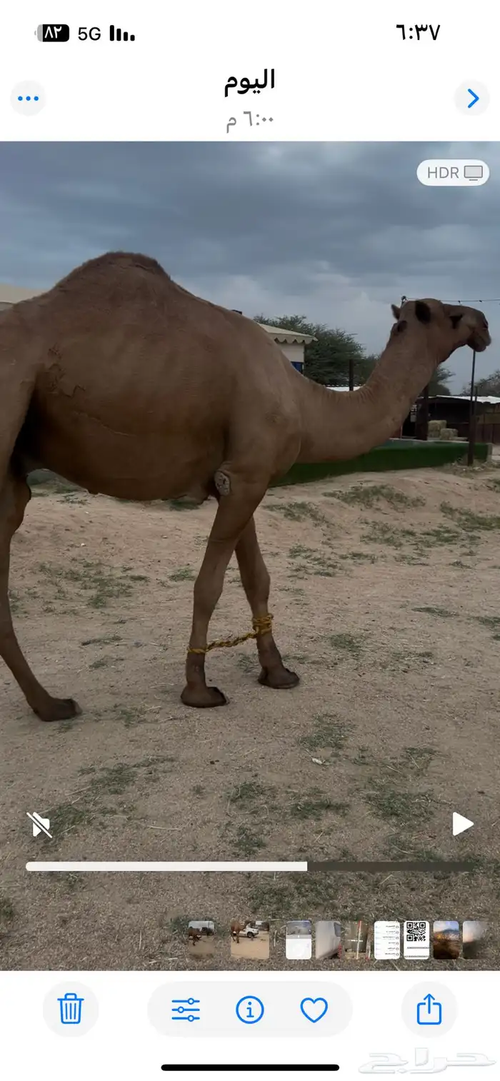 للبيع بعير حمر 0