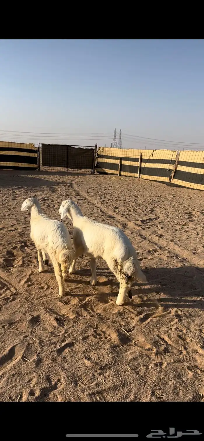 رخال طيبات 3