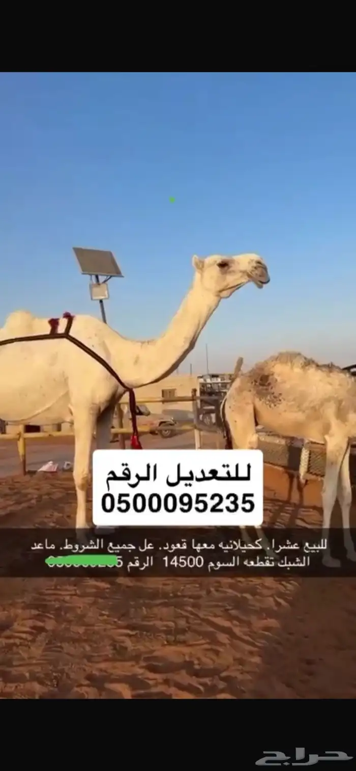 ناقه عشرا كفو كحيلانيه سومه 14500 0