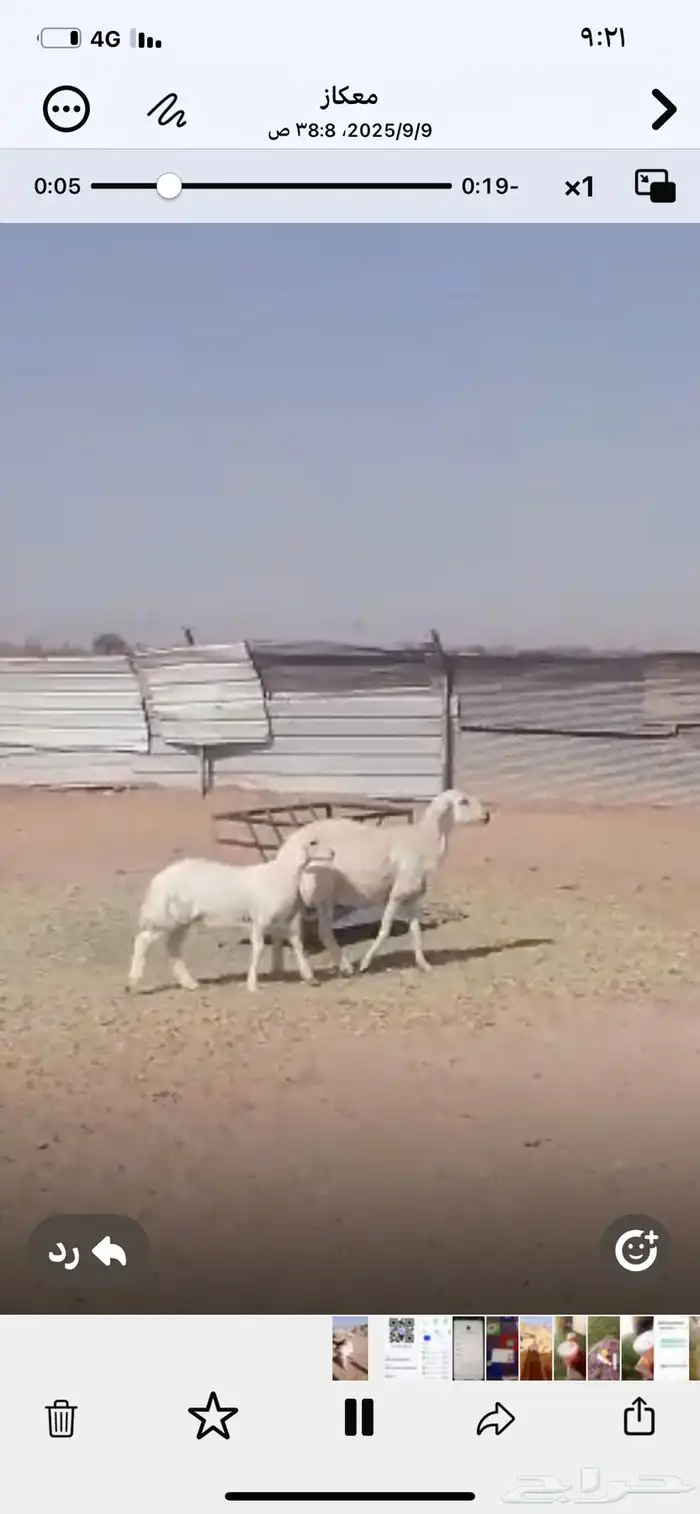 خروف حري للبيع 0