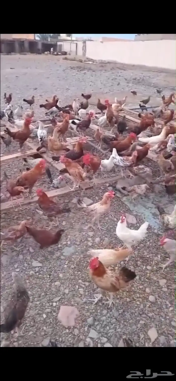 دجاج بلدي بشاير 1