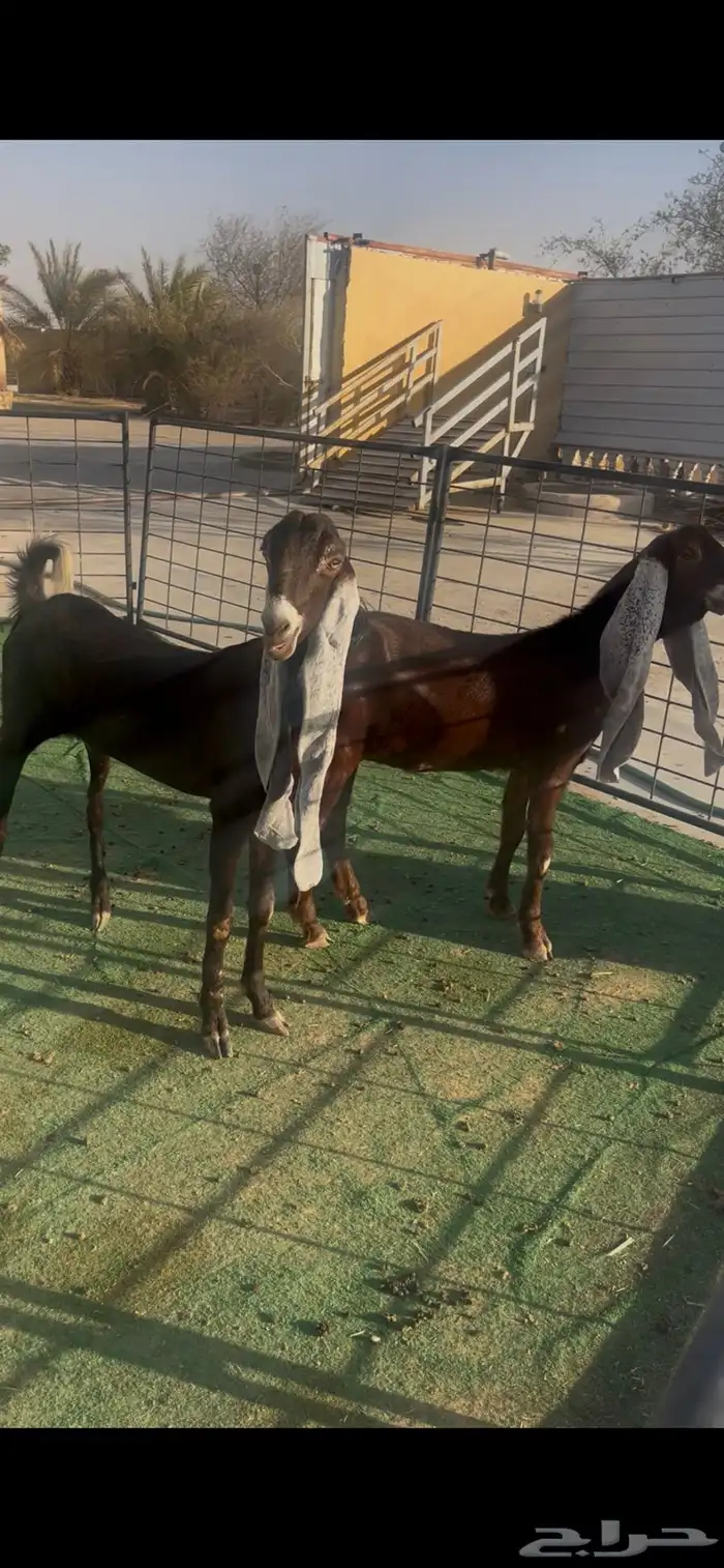 جفار هولندي 1