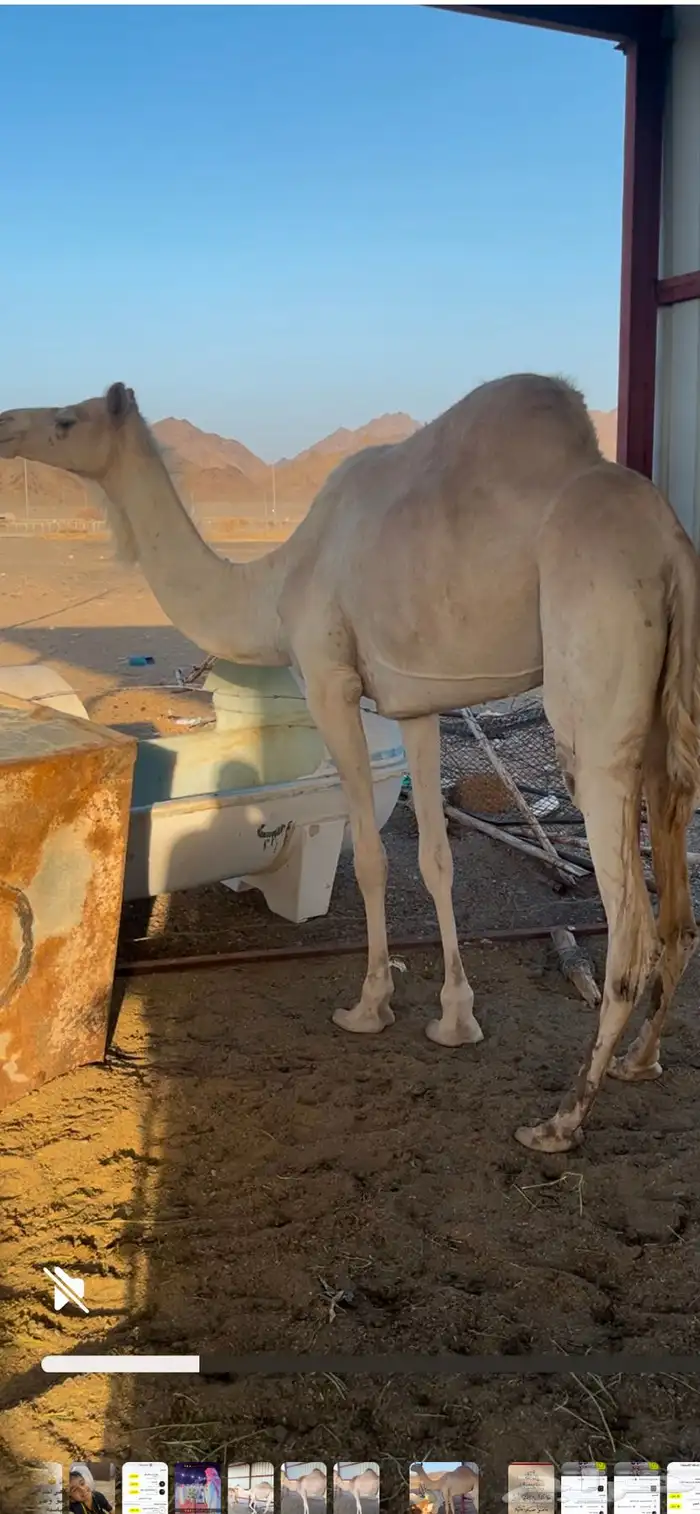 ناقه سودانيه 1