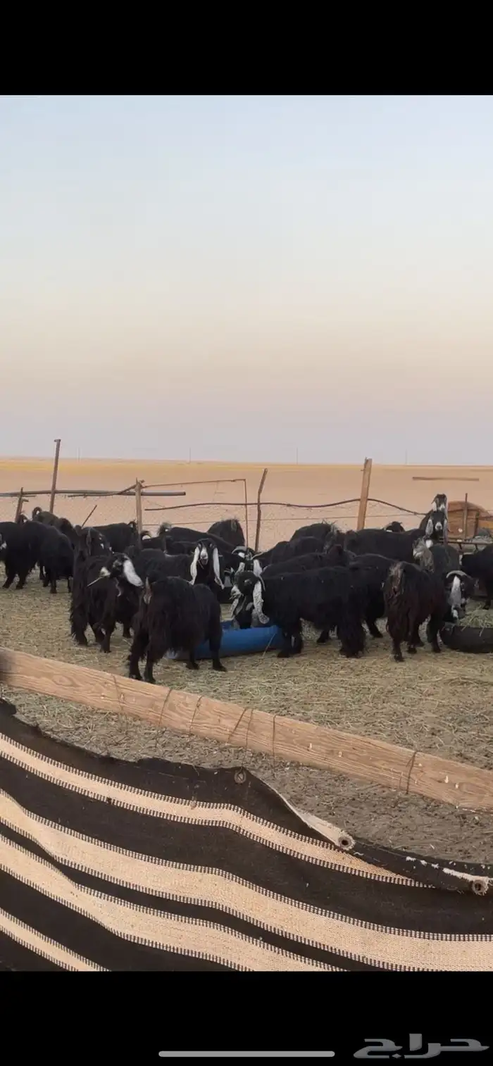 معزا عوارض بفحولها دفيع وضريع 2