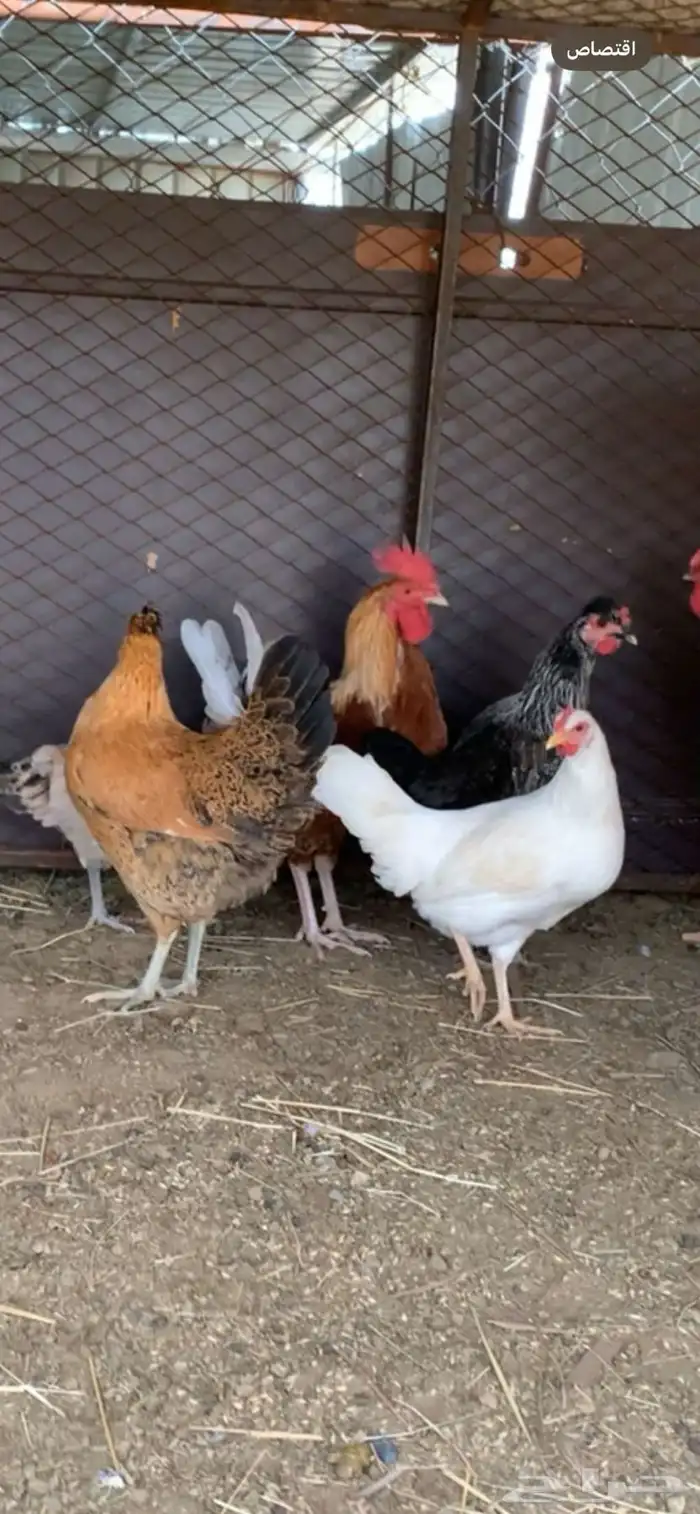 دجاج 0