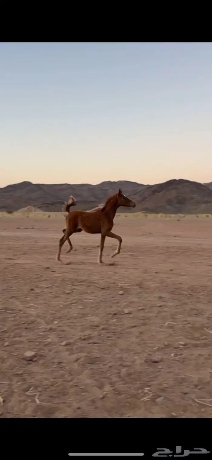 مهره شعبيه حركتها سوبر 0