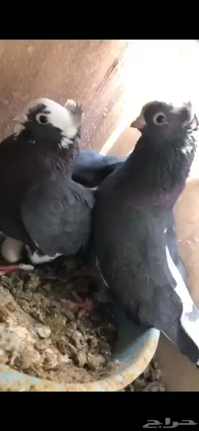 حمام قنادي index