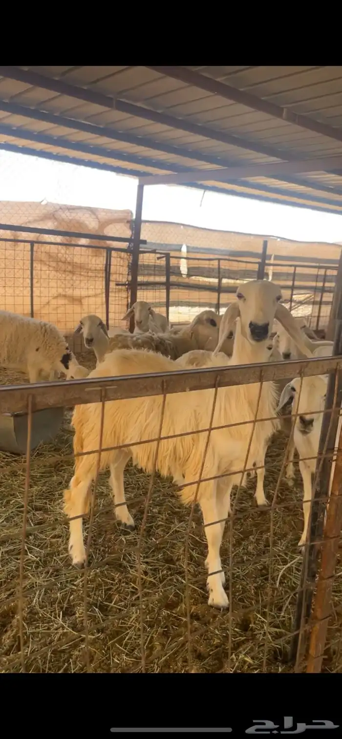 رخل حرشا دافع شرط سونار ورخل عيسيه 5