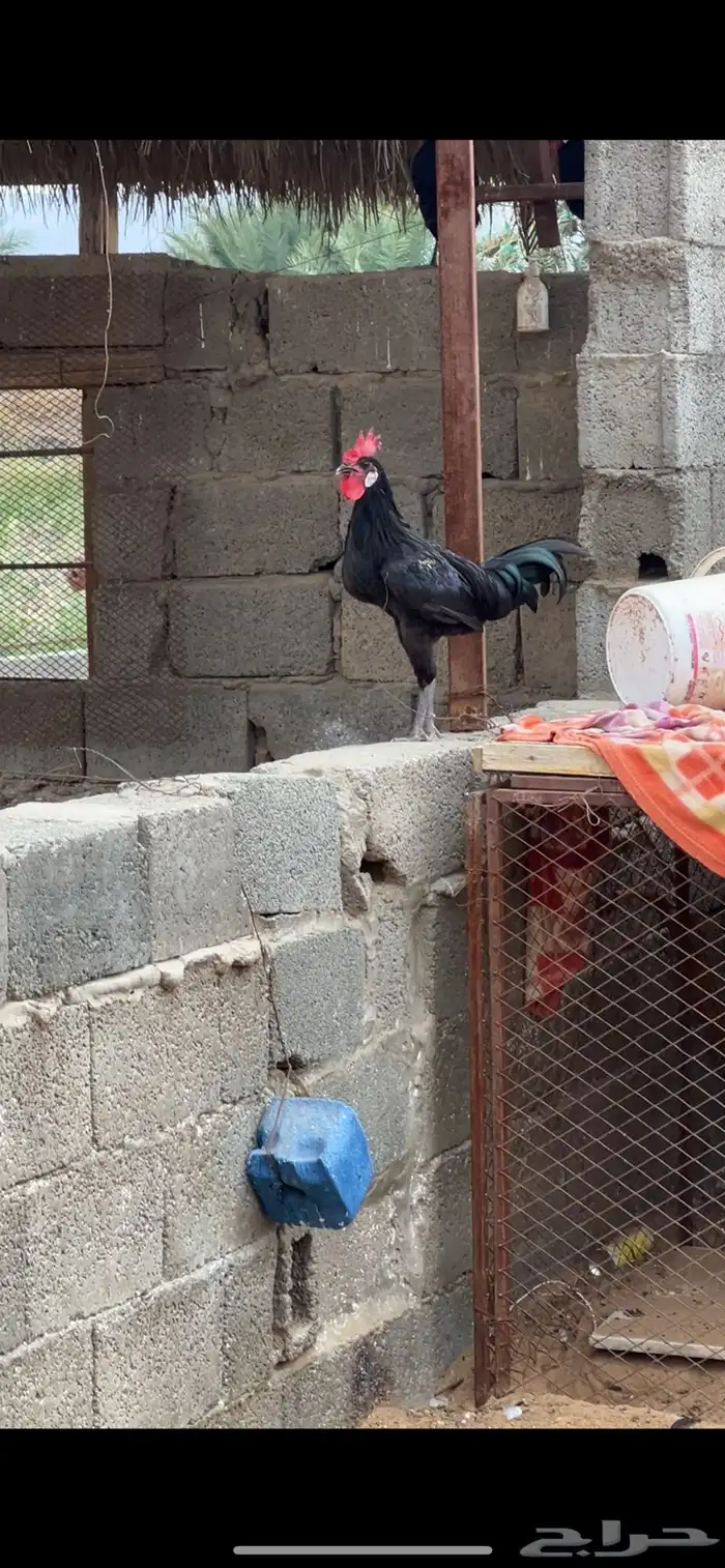 دجاج اسود للبيع 2