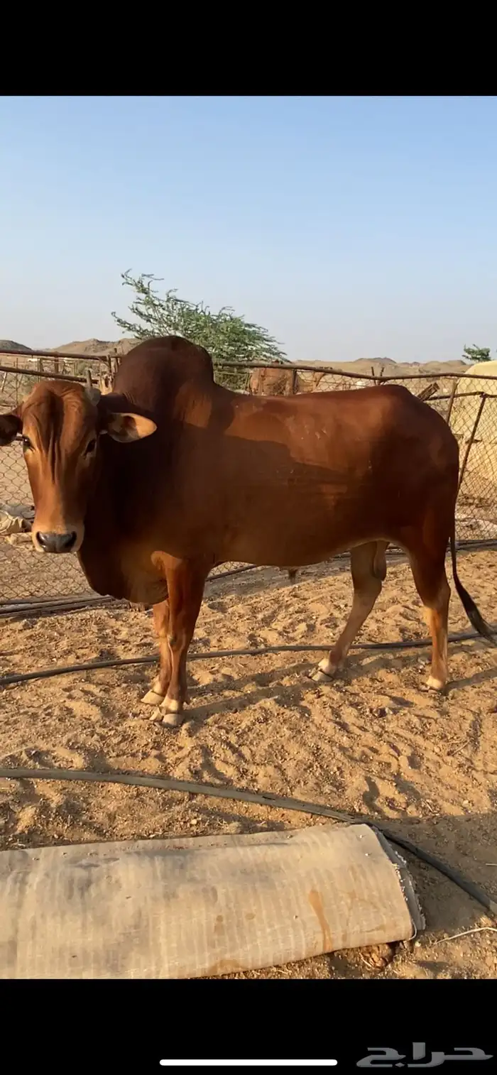 ثور بلدي مشروط 1