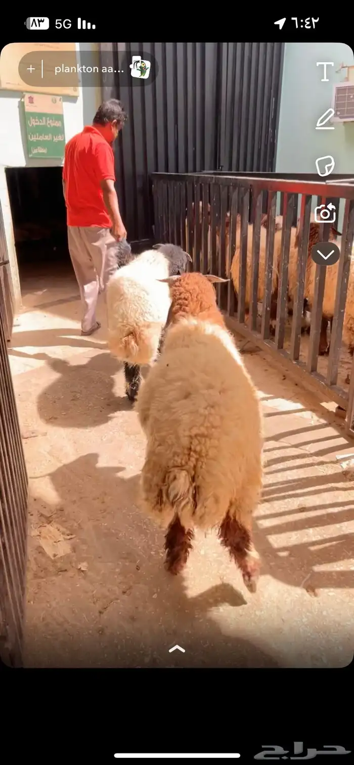 ذبيحتك لباب بيتك 0