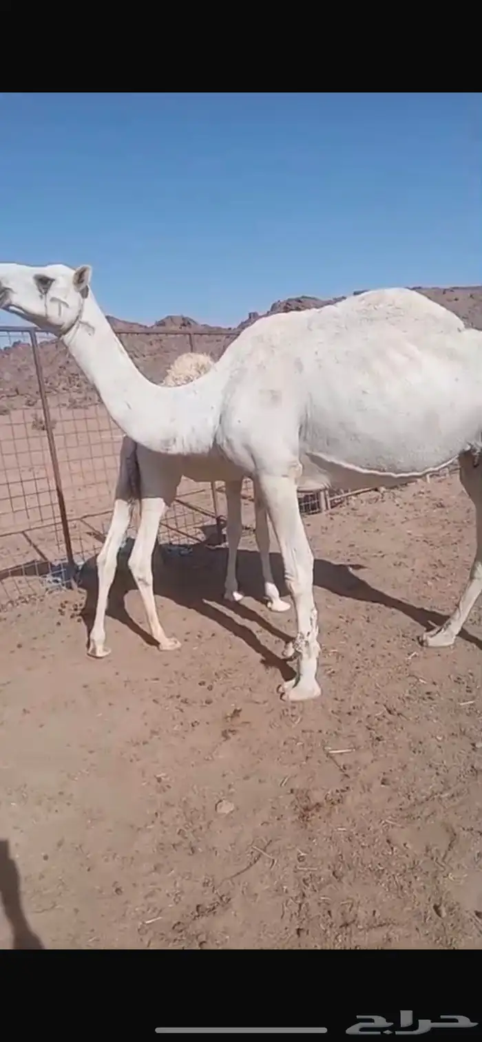 نياق للبيع والي عنده بدل بسياره اقبل 9