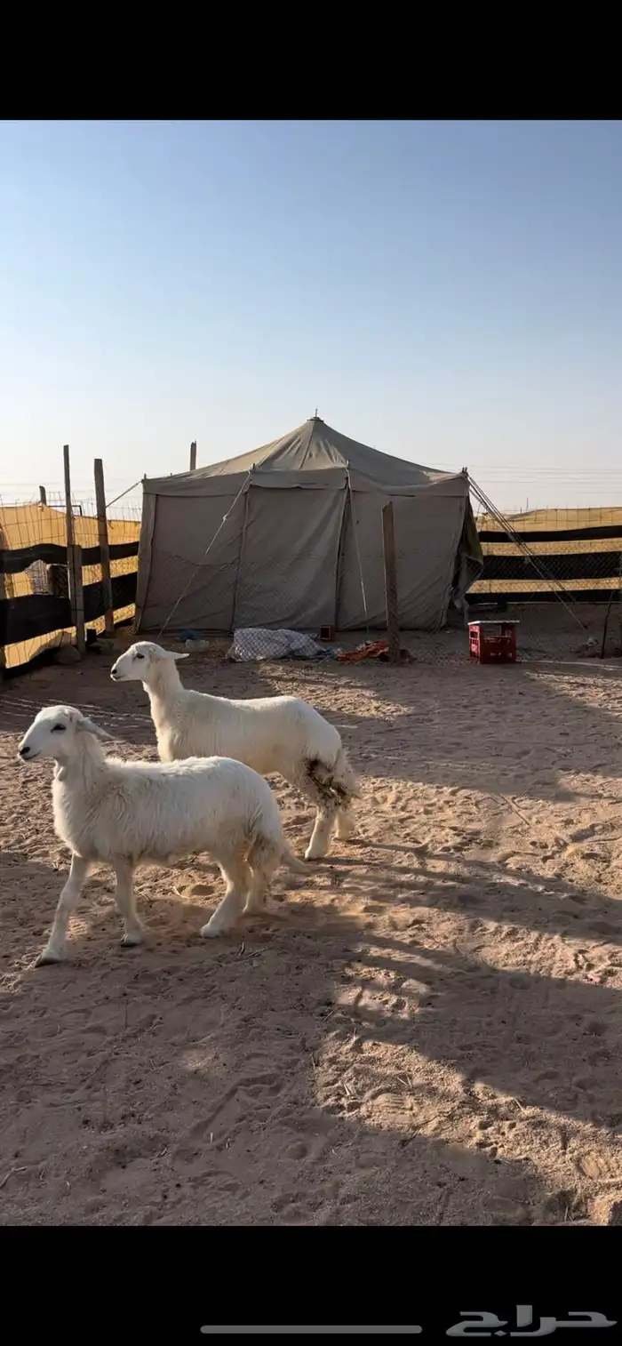 رخال طيبات 0
