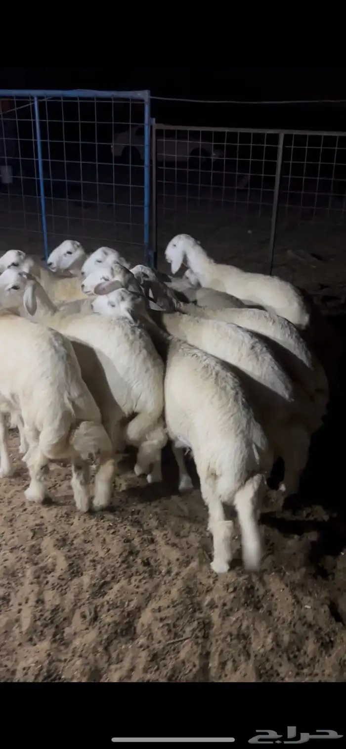 نعيم وحريات وتيوس مناسبات وثلاجه كفو وحلال نظيف 4