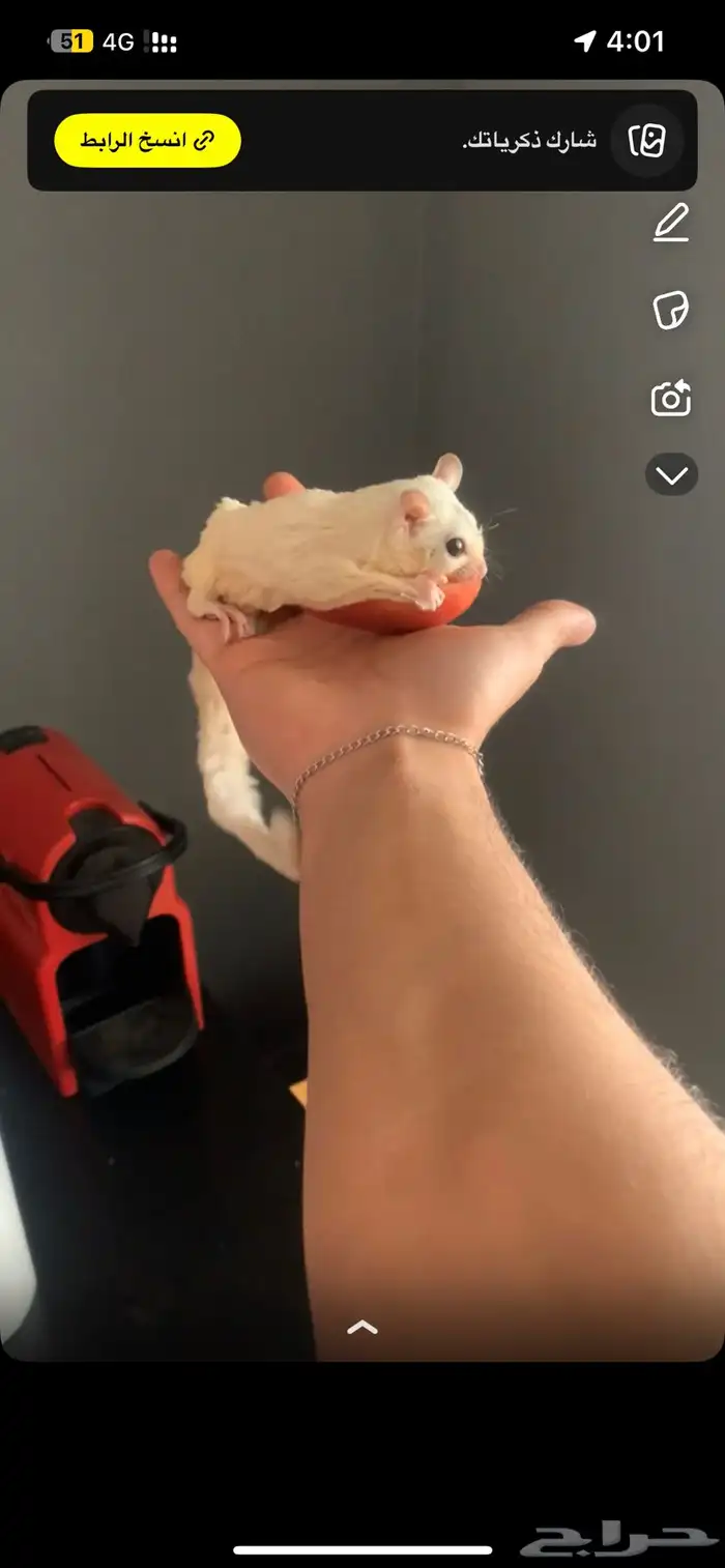 سنجاب طائر 2