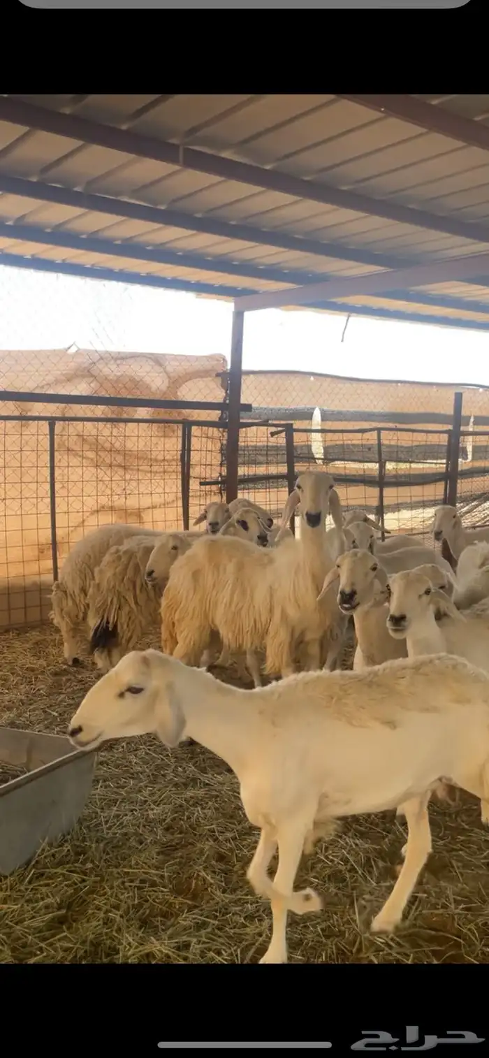 رخل حرشا دافع شرط سونار ورخل عيسيه 6