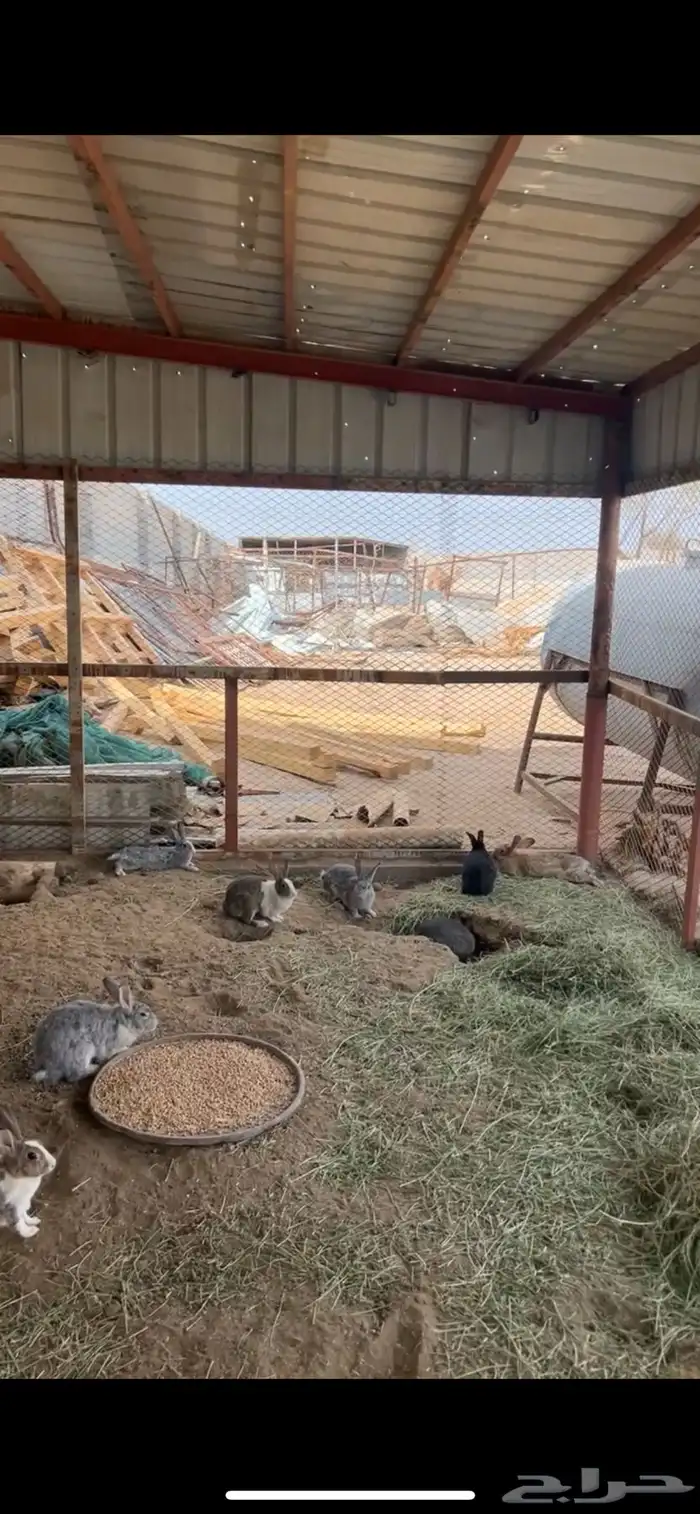أرانب للبيع كفوا 1
