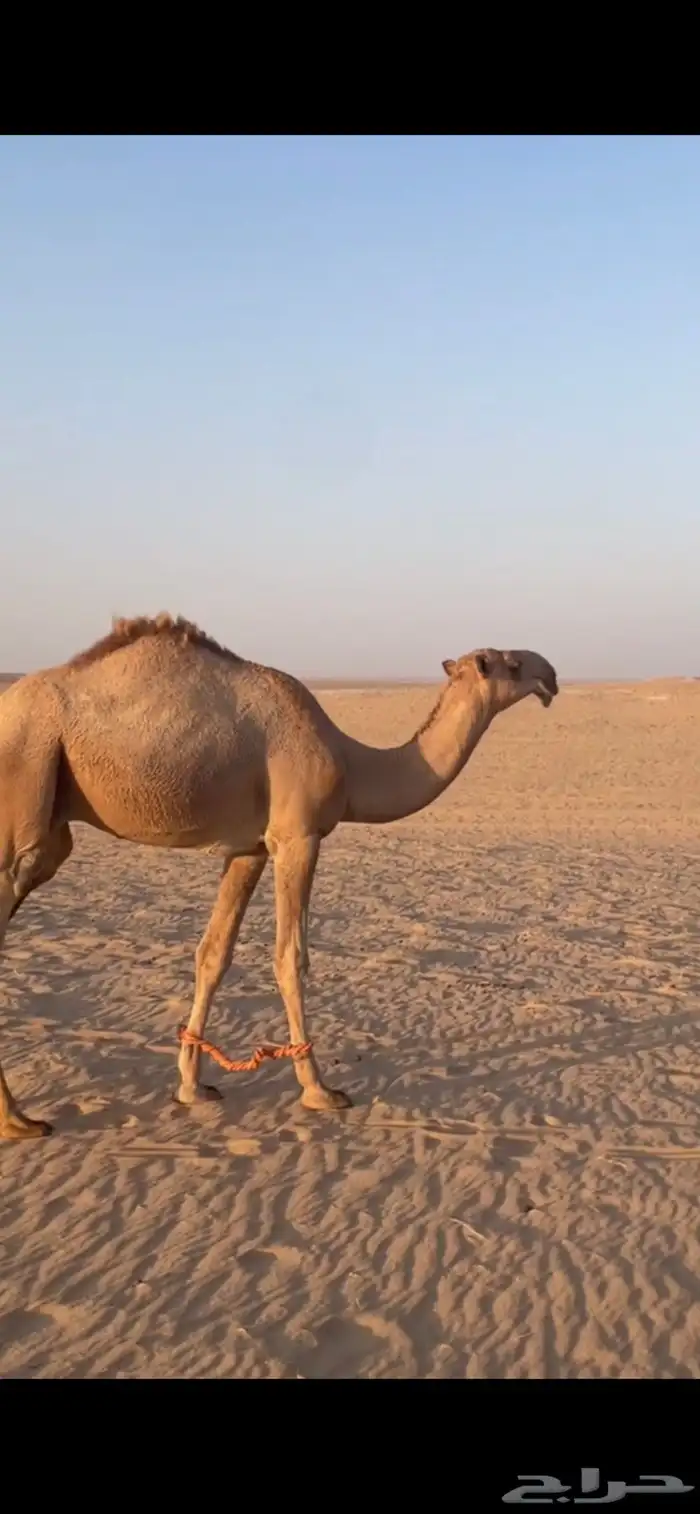 قعود باتلي 0