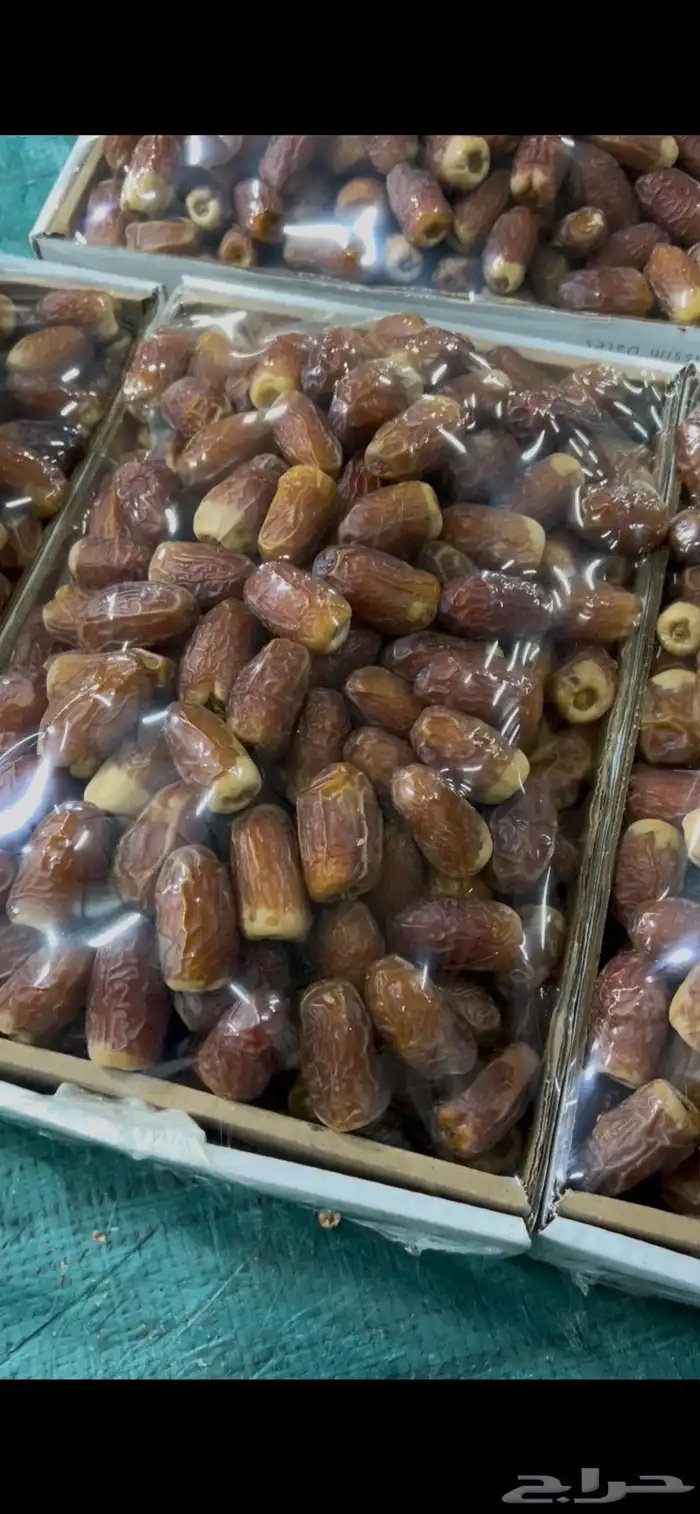 صقعي مطوق فاخر 1