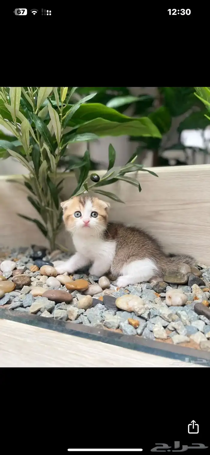 سكوتش ذكر بيور ( تم البيع) 0