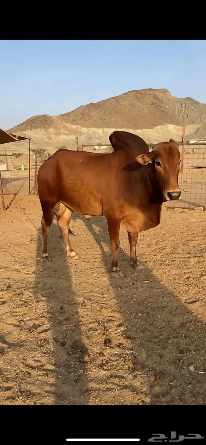 ثور بلدي مشروط 3