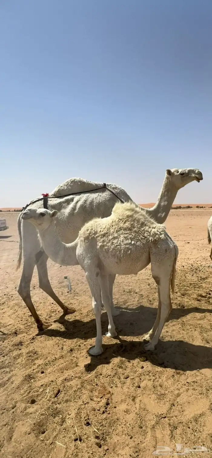 عشاير للبيع بالقرب من القصب 1