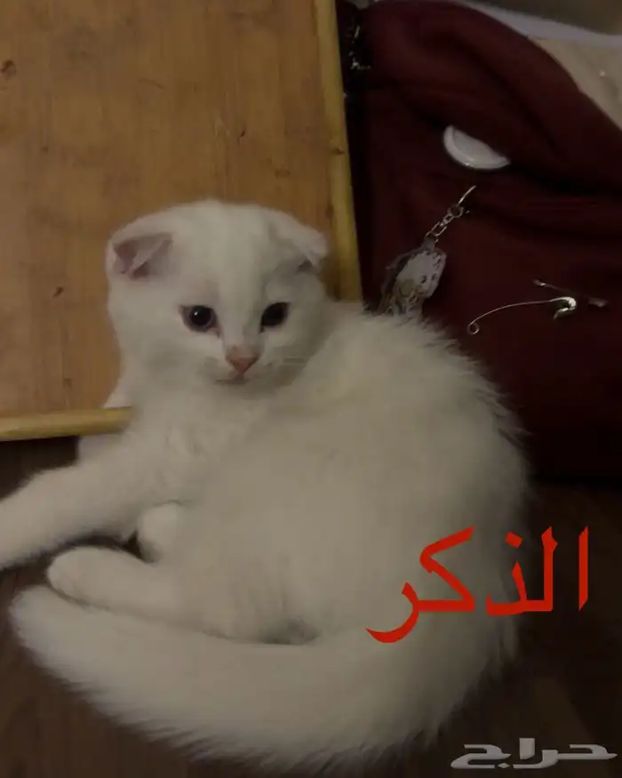 قطط سكوتش فولد للبيع 2