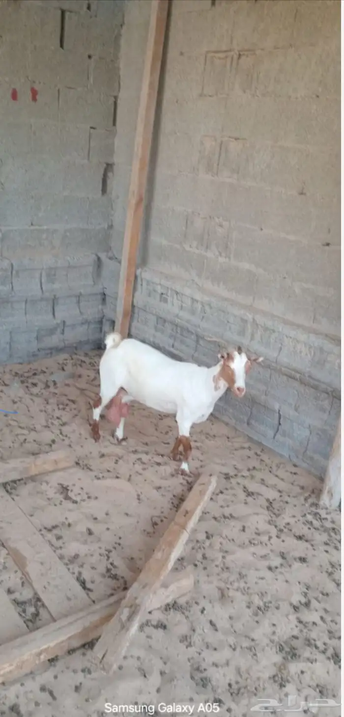 عنز للبيع 1