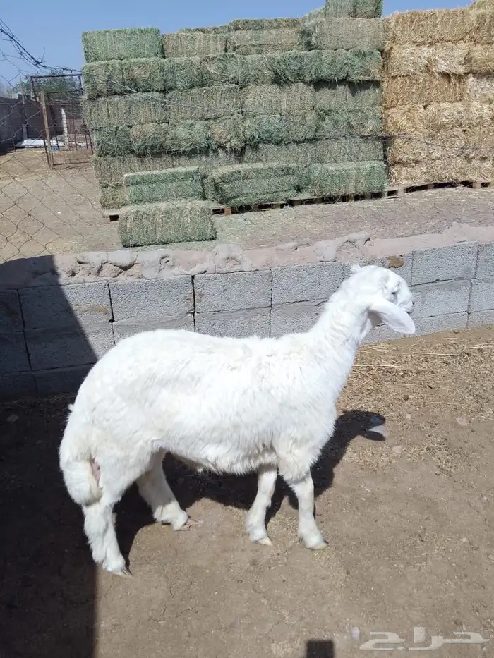 طلي حري جذع 2