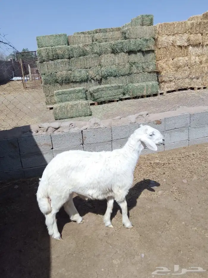 طلي حري جذع 1