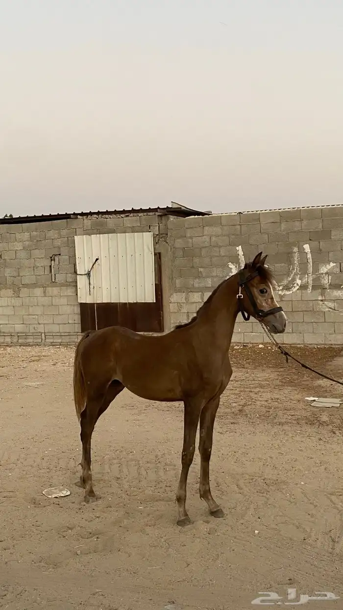 مهر شعبي فاخر امه وابوه صفر 2