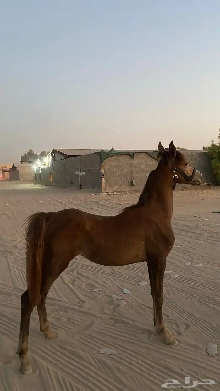 مهر شعبي فاخر امه وابوه صفر 4