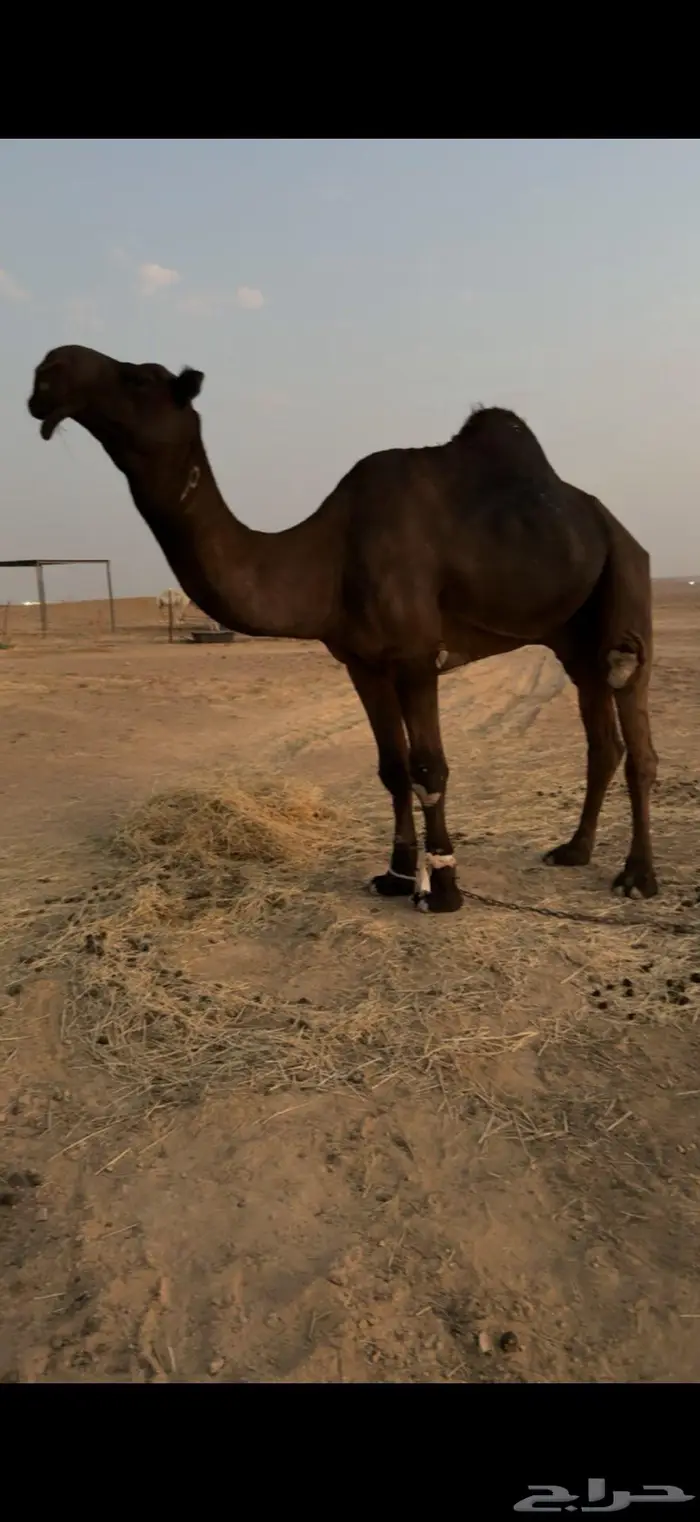 للبيع فحل مجهم 1