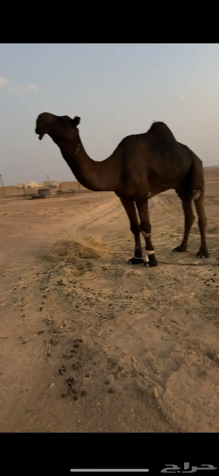 للبيع فحل مجهم 0