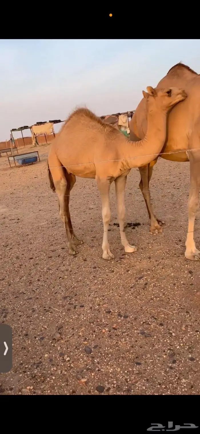 قعود للبيع شكل وسلاله 3