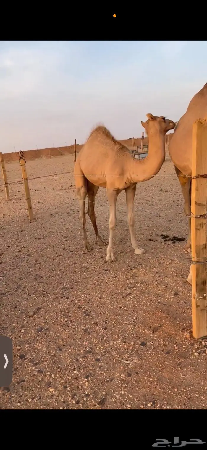 قعود للبيع شكل وسلاله 4