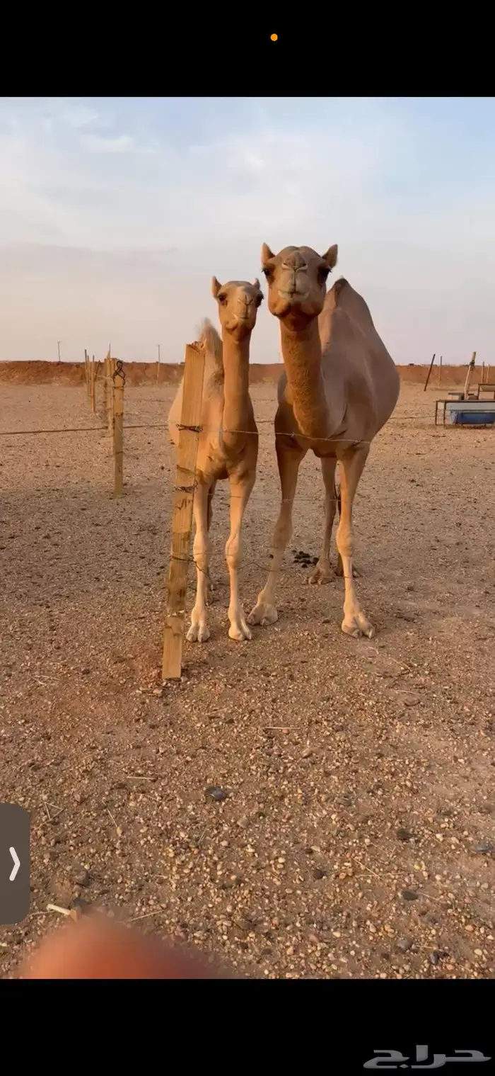 قعود للبيع شكل وسلاله 5