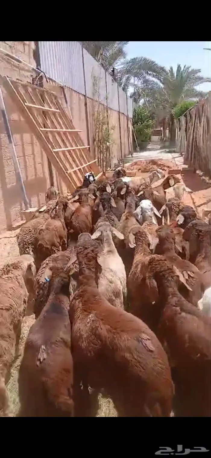 للبيع مرابي 0