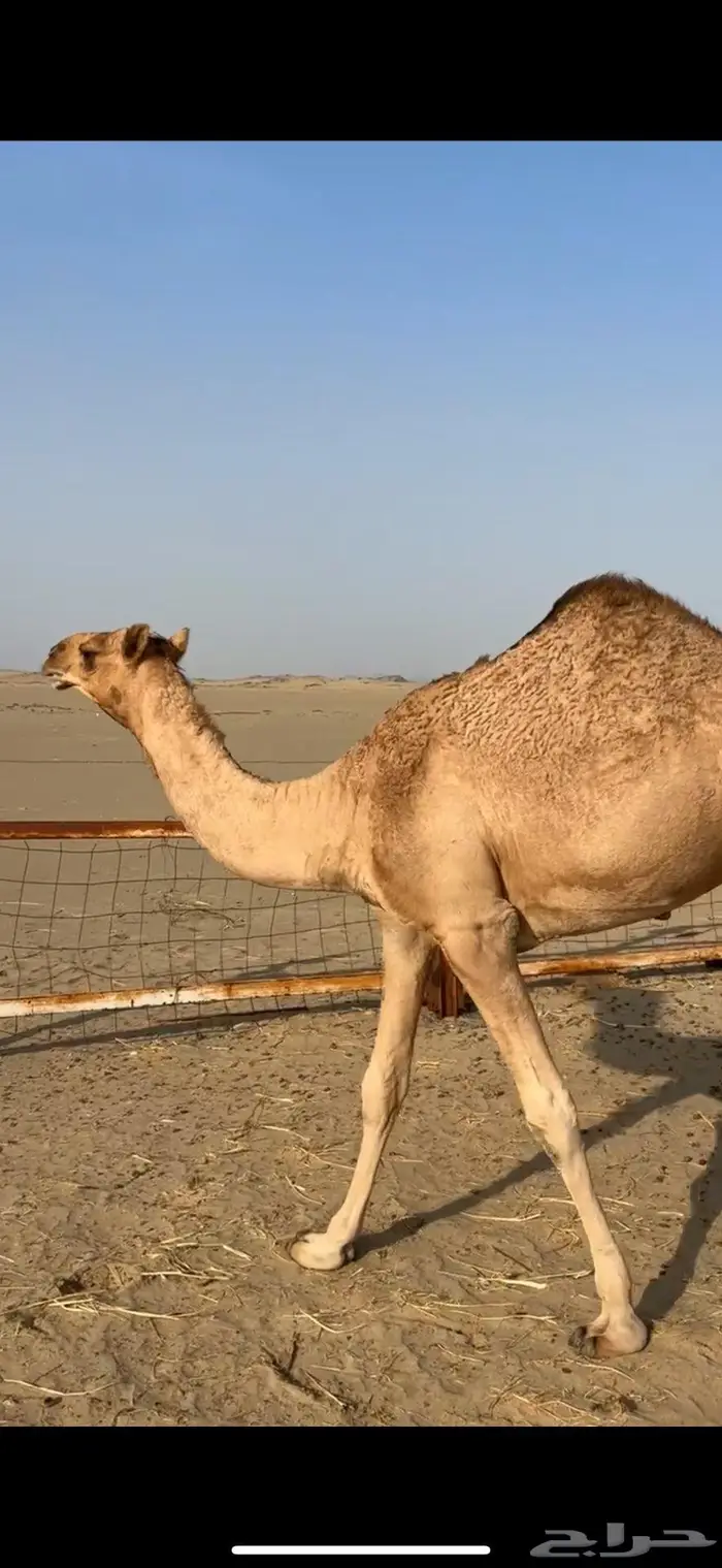 بكره مفروده كفو ابوها باتلي 0