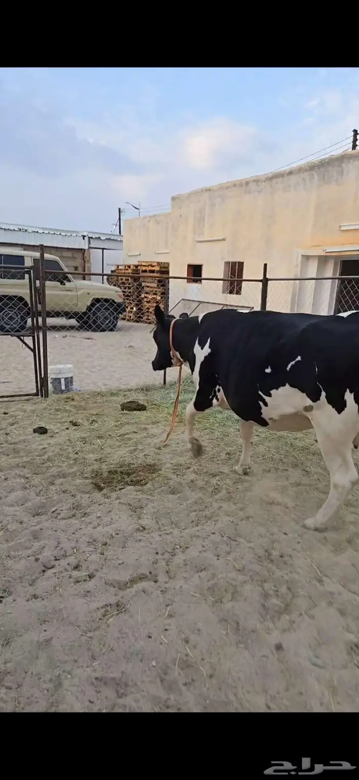 بقرة جذعة هولندية قريبه الولادة على الشرط 0