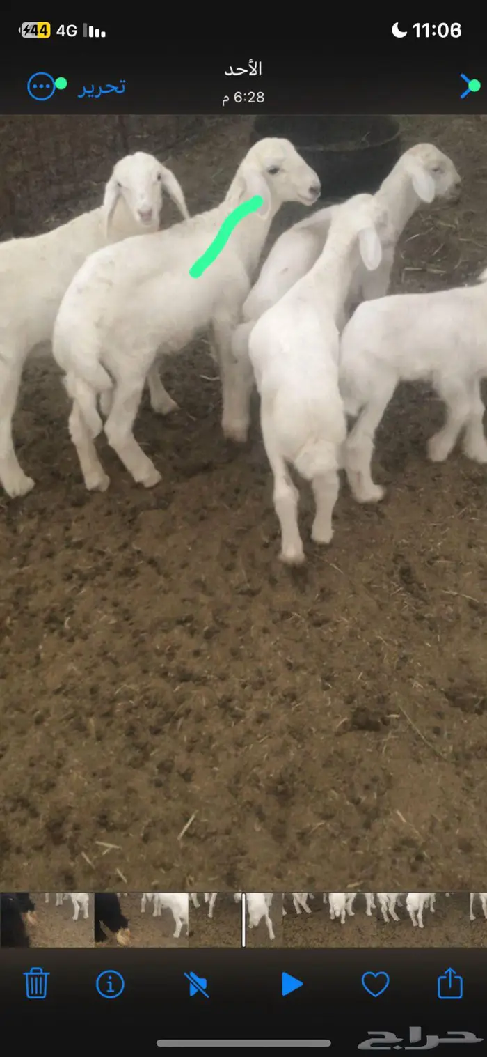 خروف حري عمره شهرين 1