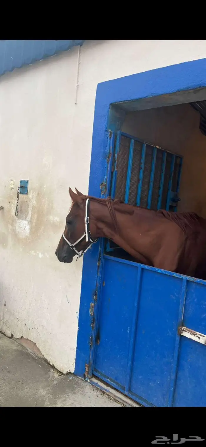 خيل للبيع 0