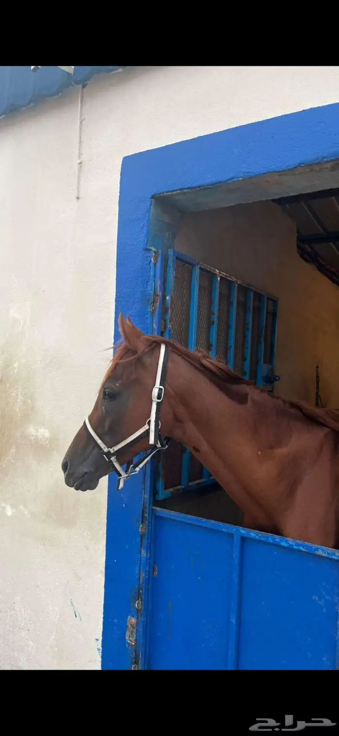 خيل للبيع 1