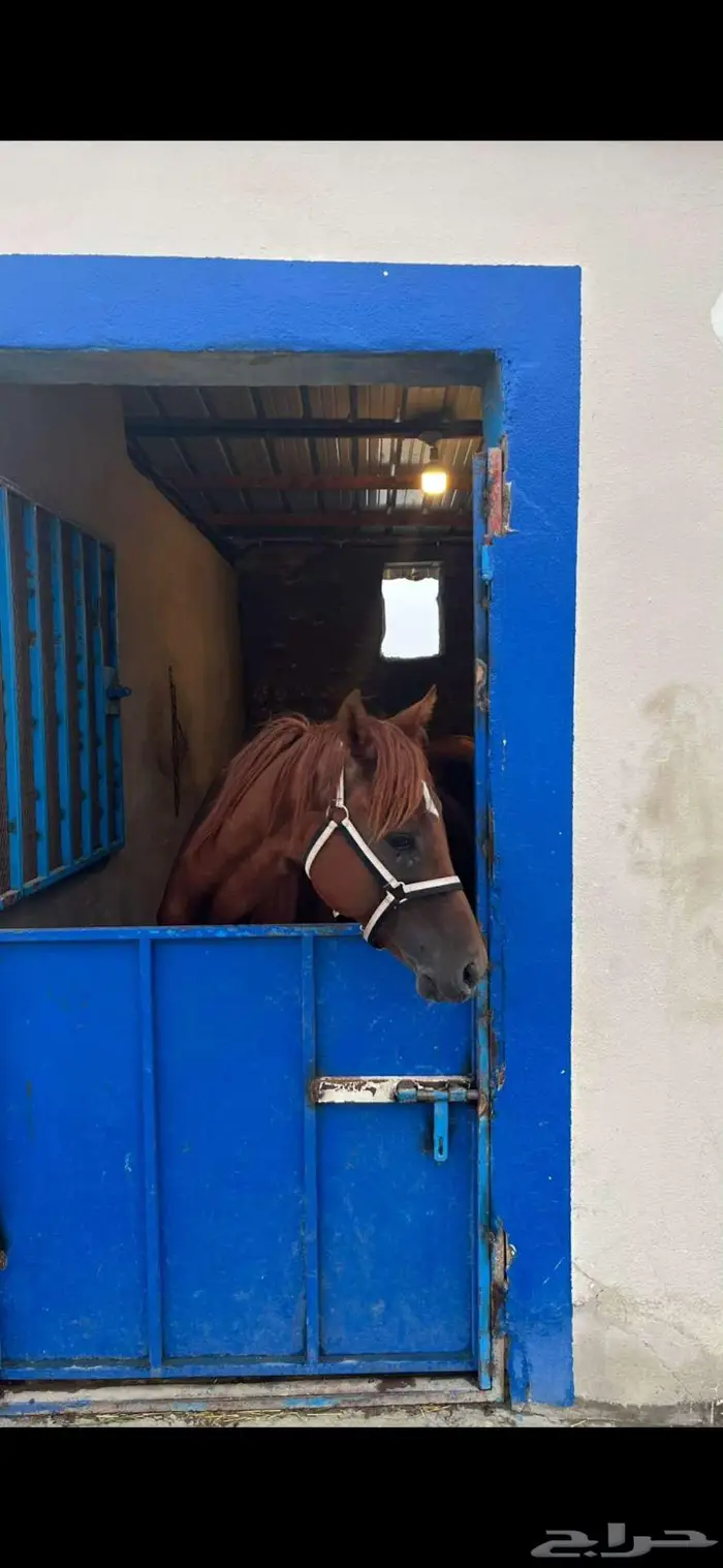 خيل للبيع 2