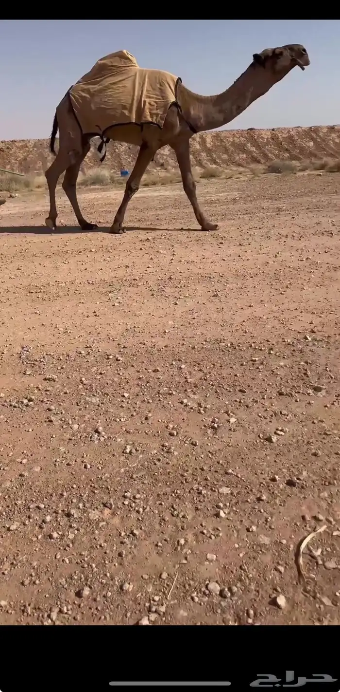 للبيع الاشعل الغرنوقي 0