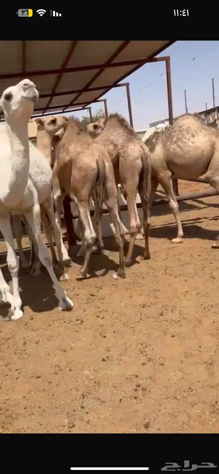 حاشي قعدان قصب عدد 6 7