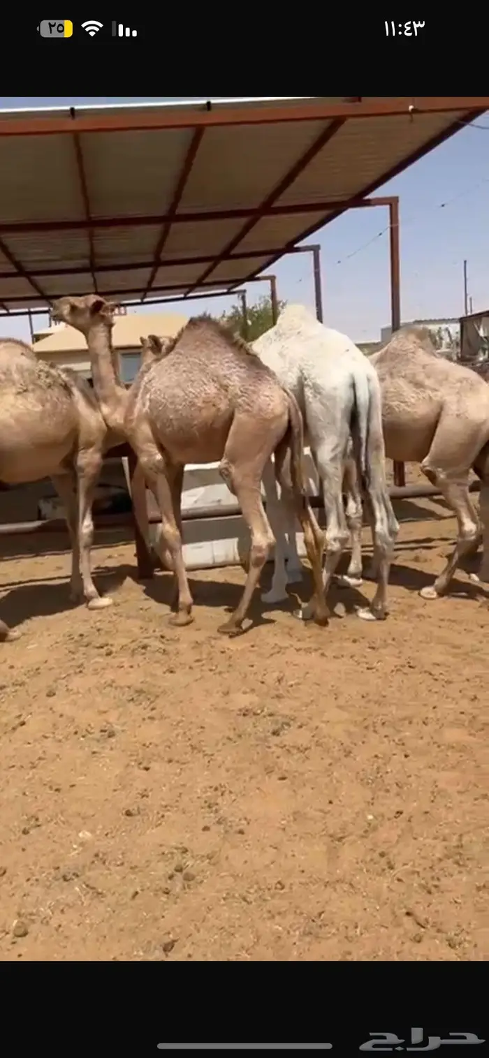 حاشي قعدان قصب عدد 6 0