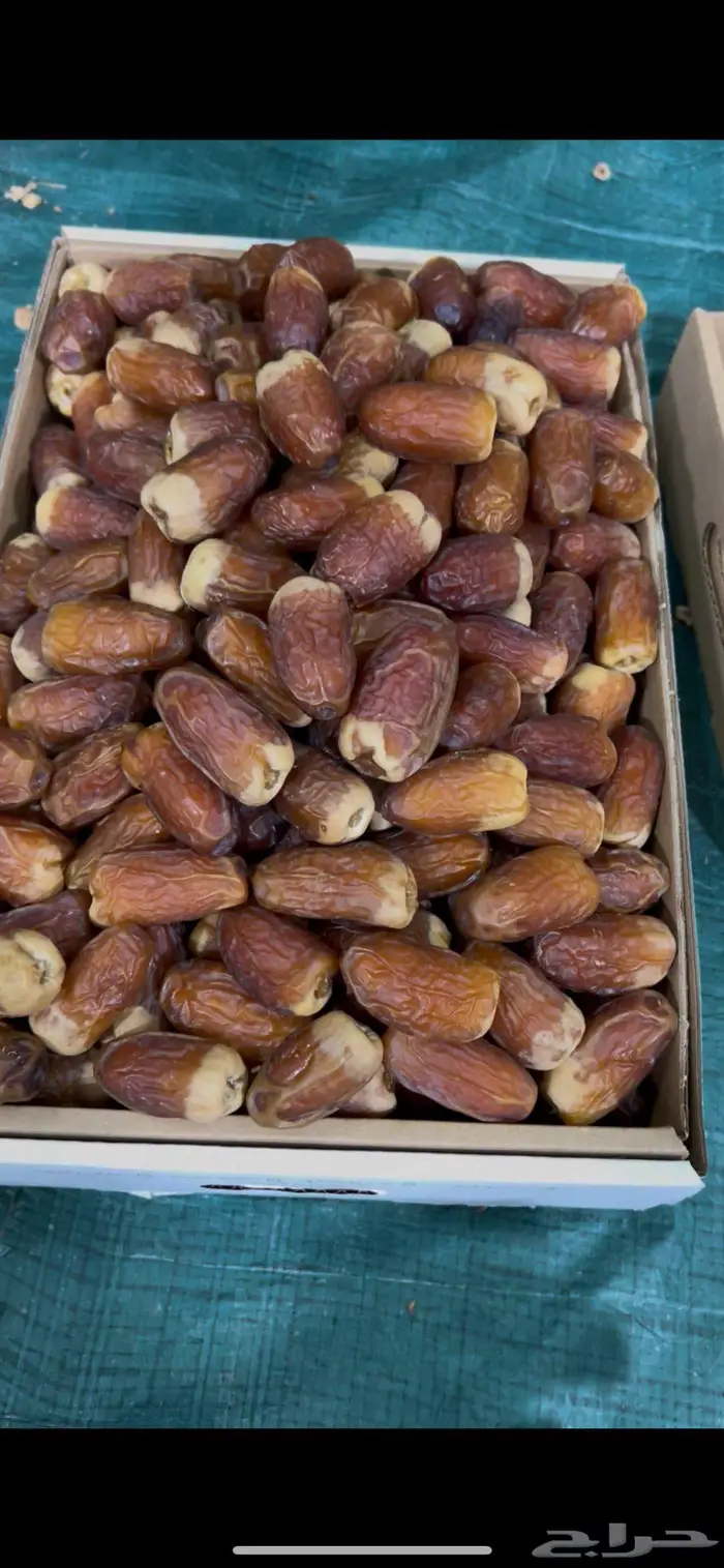 صقعي مطوق فاخر 0