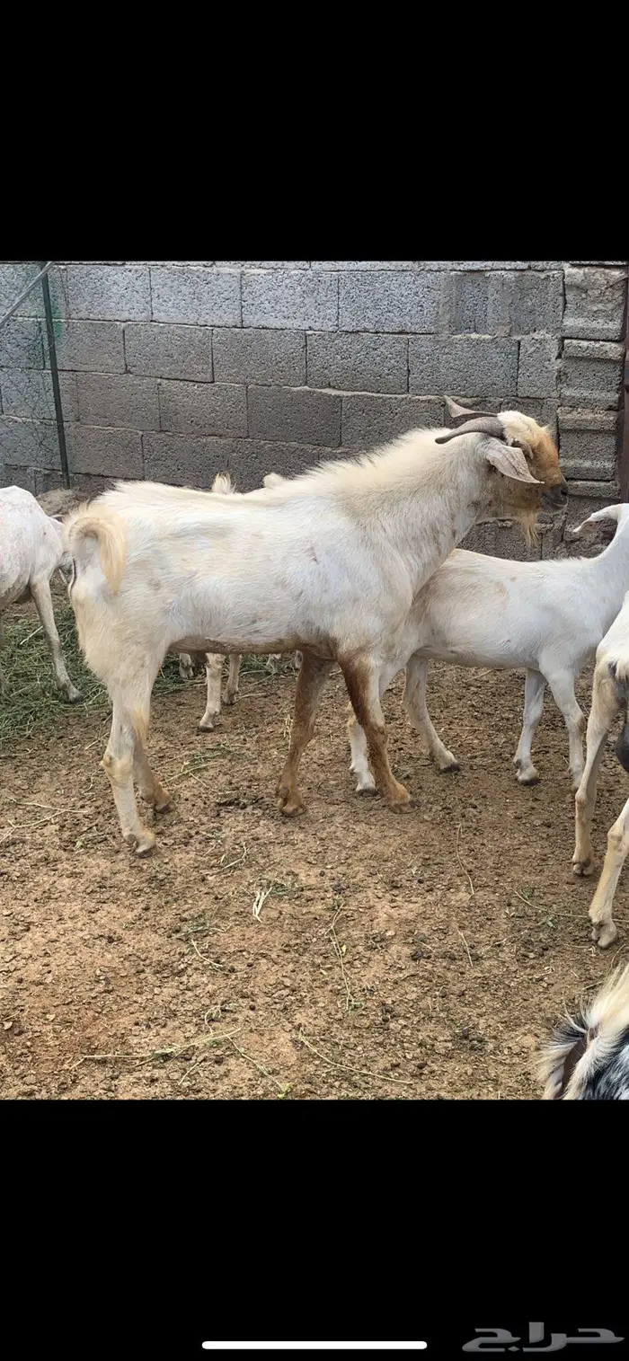غنم بيشي بلدي للبيع المخواه 6
